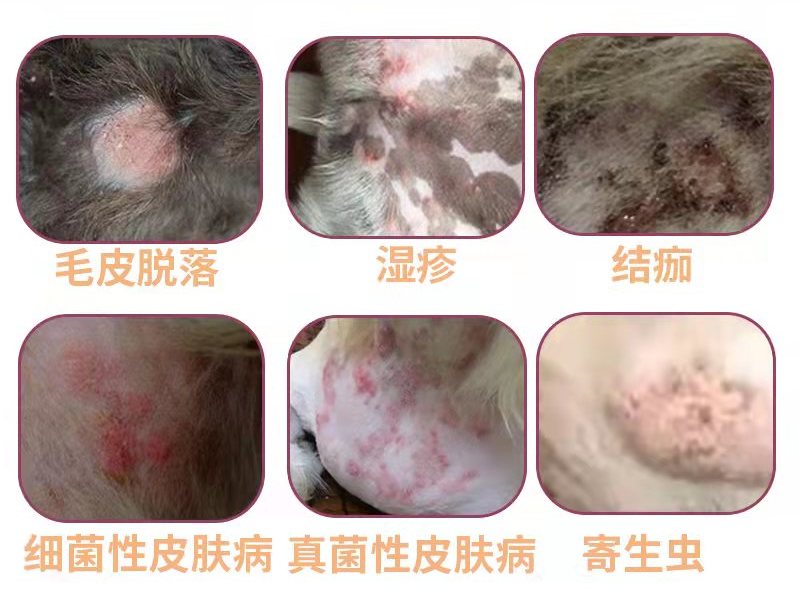 长毛犬猫皮肤病高发原因_猫咪足部皮炎：过敏与感染的区分_猫咪皮肤病预防措施