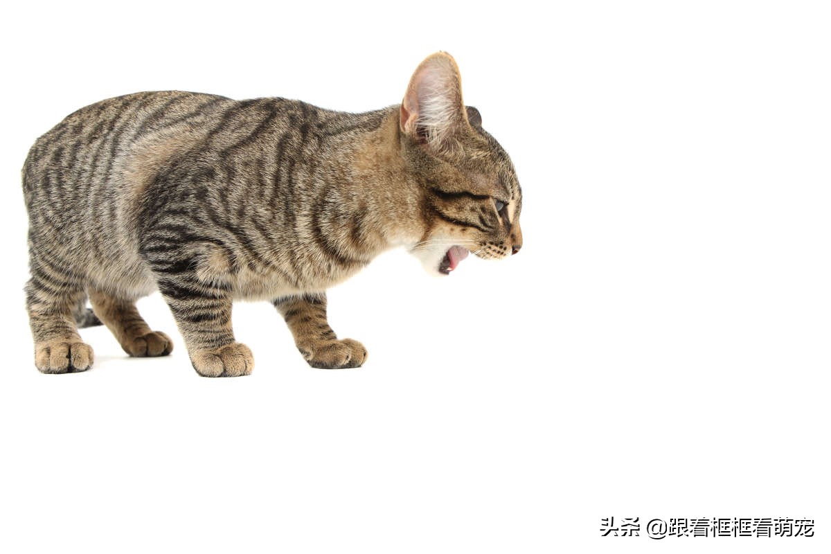 猫咪吐未消化的猫粮，有可能是这几种情况造成的，你都注意了吗？-派特超人-宠物