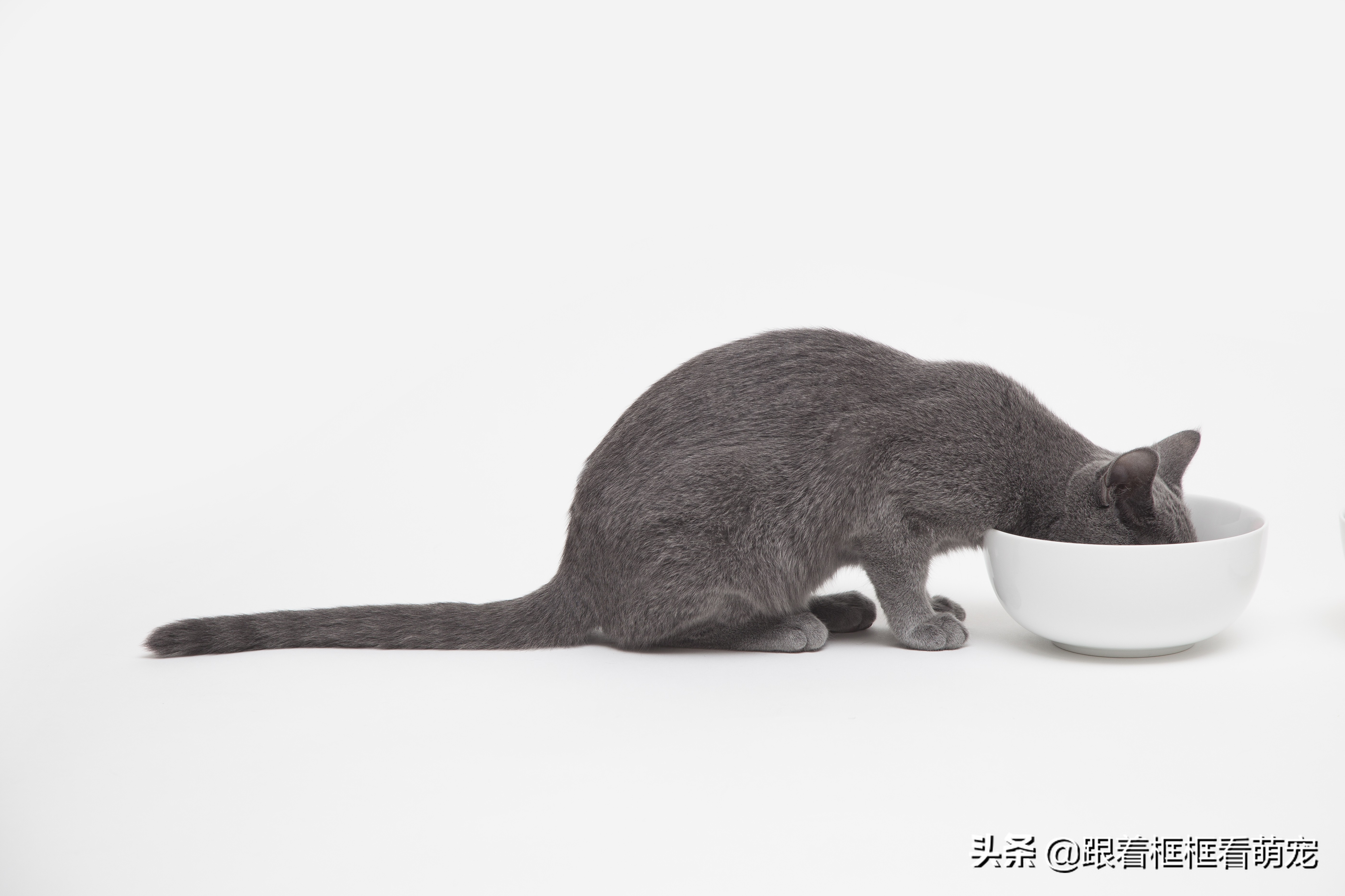猫咪呕吐未消化食物可能是胃炎_猫咪吃猫粮噎住怎么办_猫咪吐猫粮原因