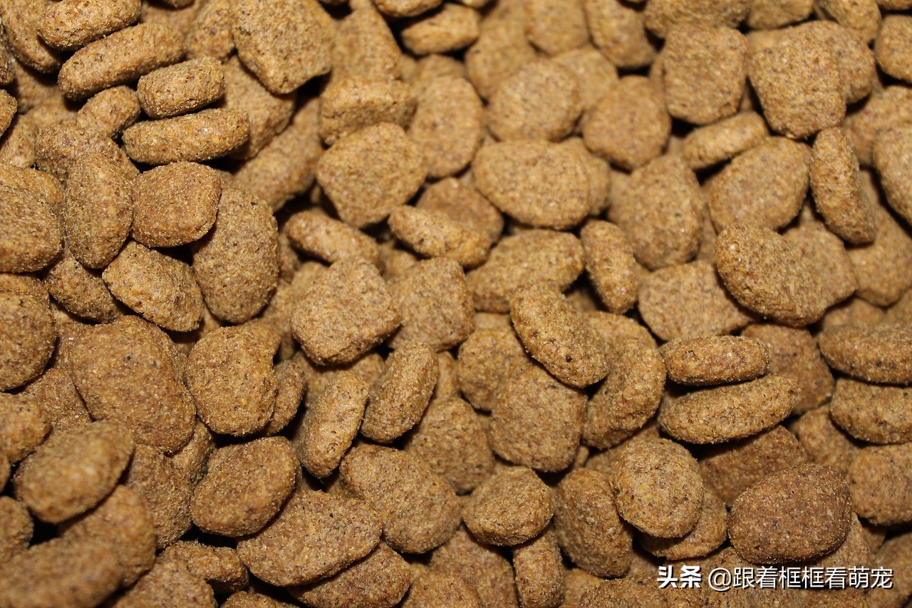 猫咪吐猫粮原因_猫咪呕吐未消化食物可能是胃炎_猫咪吃猫粮噎住怎么办