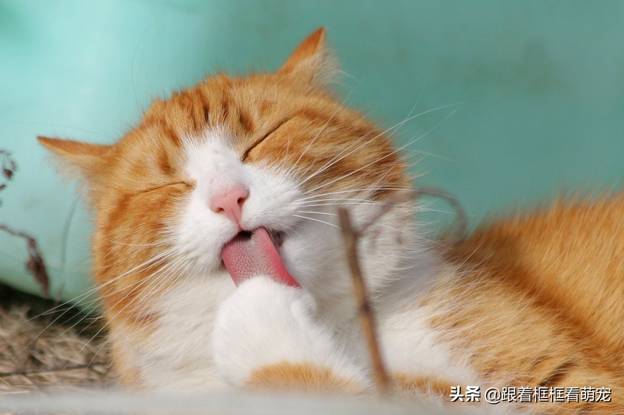 猫咪呕吐未消化食物可能是胃炎_猫咪吐猫粮原因_猫咪吃猫粮噎住怎么办