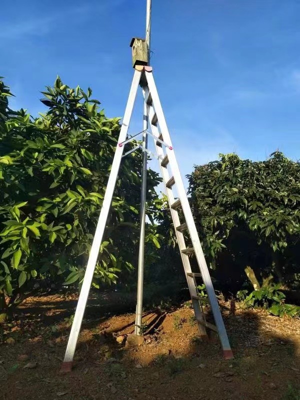 鸟儿如何防备“偷蛋贼”？试试在家里放点蛇皮-派特超人-宠物