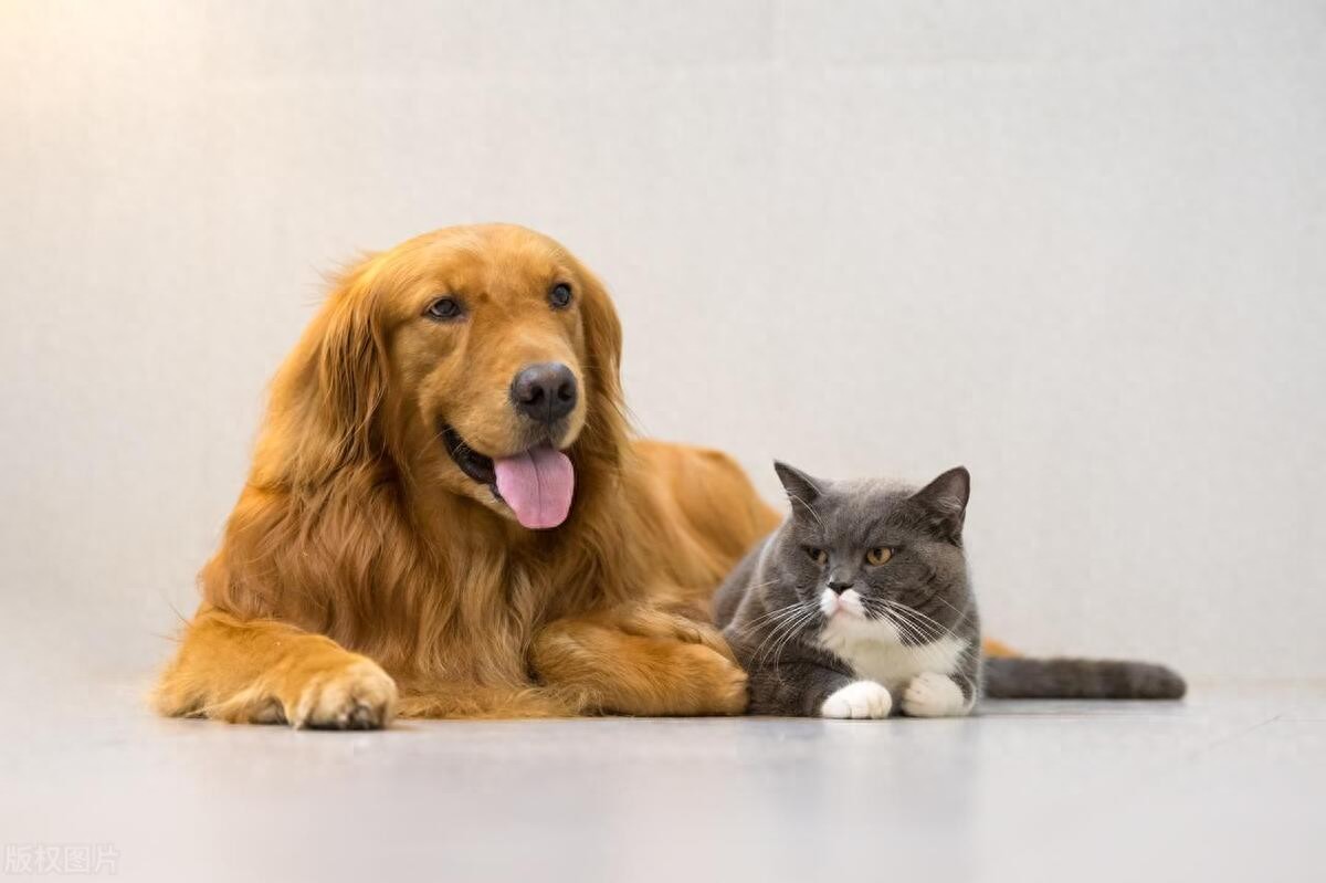 猫咪足部皮炎：过敏与感染的区分_宠物饲养与AD风险_宠物对特应性皮炎影响