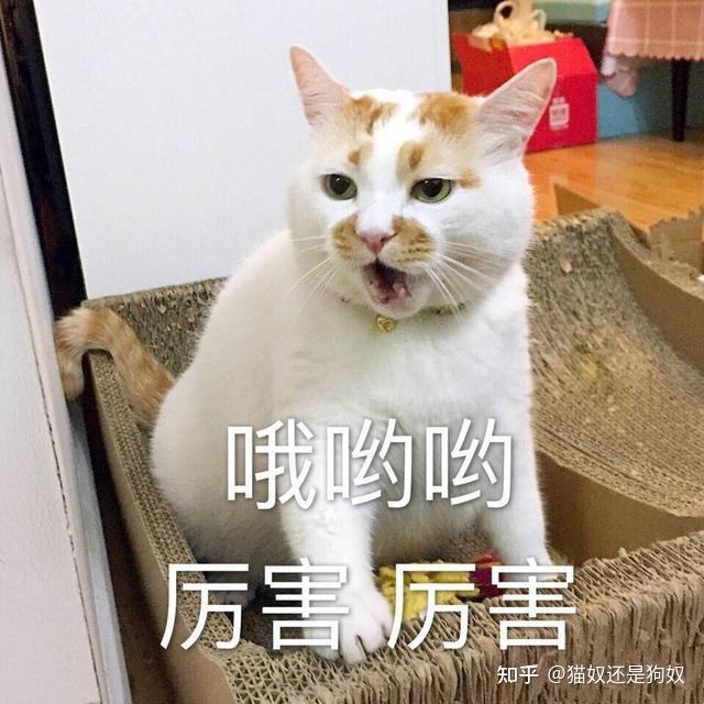 猫咪7种“猫叫声”的含义，你读懂了吗？-派特超人-宠物
