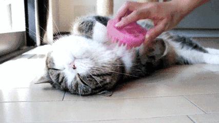 猫咪喵叫声解读_猫咪晕车预防方法_猫咪不同叫声含义