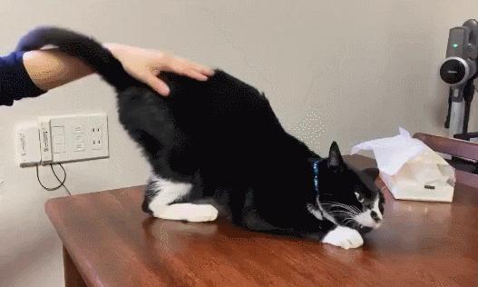 猫咪不同叫声含义_猫咪喵叫声解读_猫咪晕车预防方法