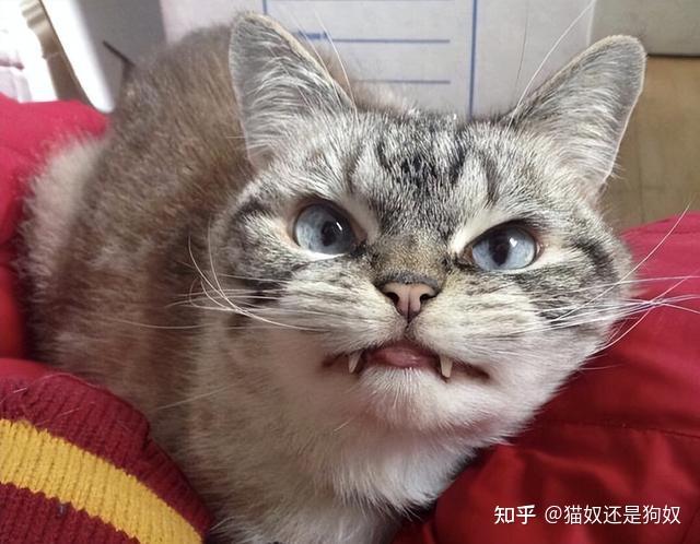 猫咪喵叫声解读_猫咪晕车预防方法_猫咪不同叫声含义