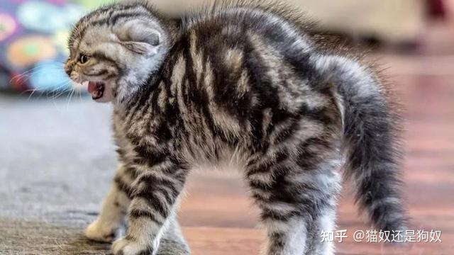 猫咪晕车预防方法_猫咪喵叫声解读_猫咪不同叫声含义