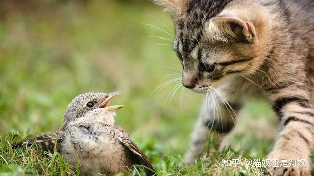 猫咪不同叫声含义_猫咪喵叫声解读_猫咪晕车预防方法