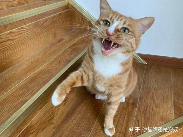 猫咪喵叫声解读_猫咪晕车预防方法_猫咪不同叫声含义