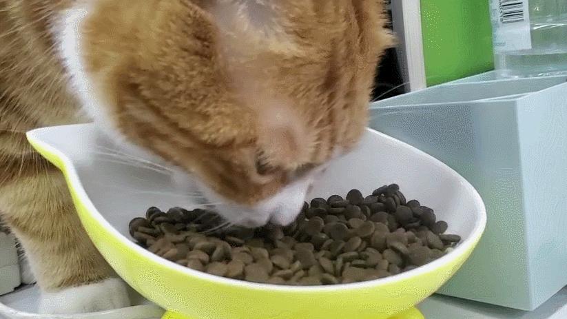 猫咪喵叫声解读_猫咪晕车预防方法_猫咪不同叫声含义