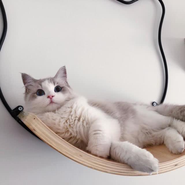 猫主子不用猫抓板，老抱着家具抓，怎么治？-派特超人-宠物