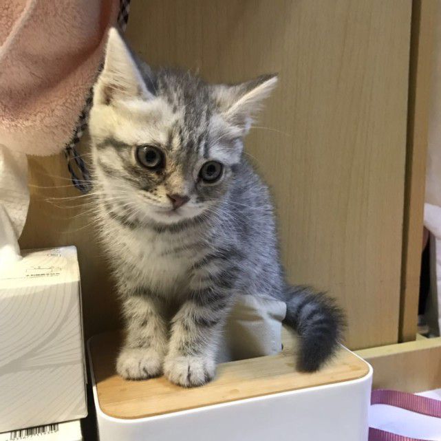 猫咪家具磨爪解决方法_如何让猫咪爱上猫抓柱_猫咪磨爪家具训练方法