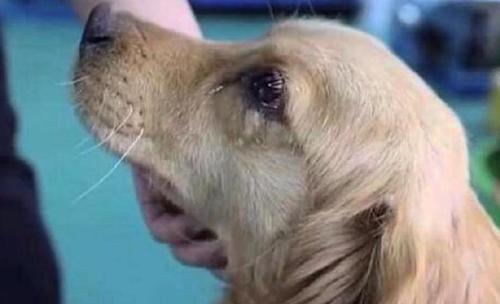 养宠经验:狗狗的泪痕怎么去掉,几个处理泪痕的办法-派特超人-宠物