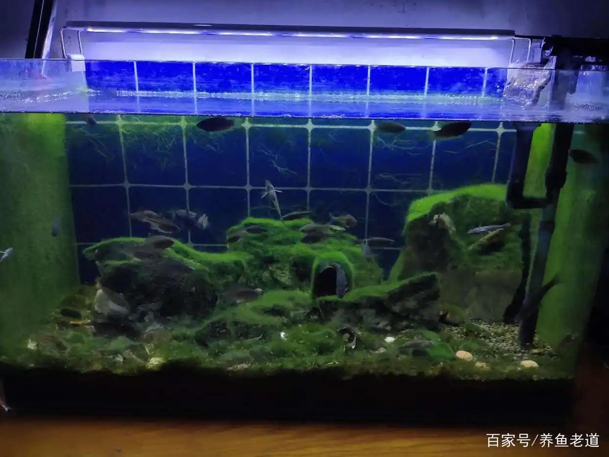 30厘米鱼缸三套过滤系统_观赏鱼水质不稳定原因_鱼缸过滤系统故障的风险