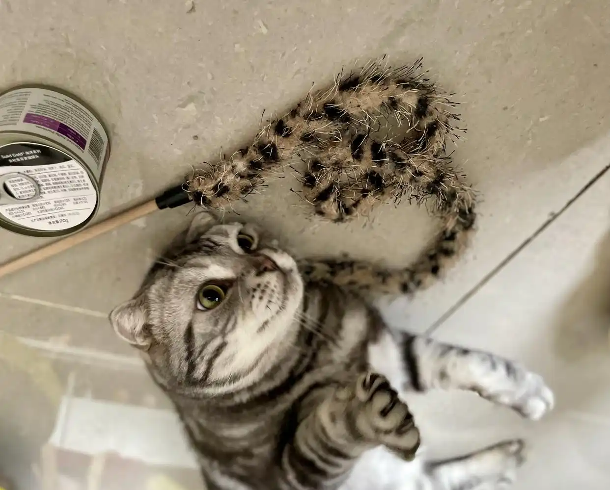 上门喂猫50元/小时,假期“空巢”带动千亿宠物市场-派特超人-宠物