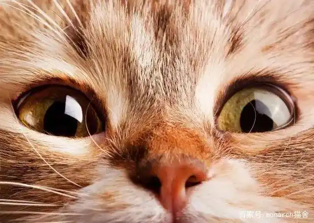 猫眼疾病防治_猫咪眼睛护理_猫咪眼压高的危害