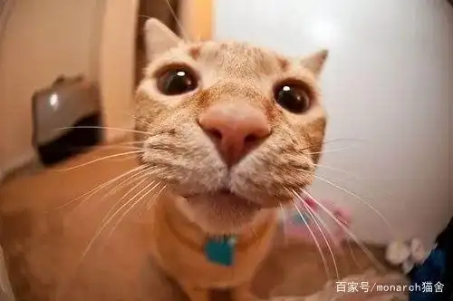 猫咪眼睛护理_猫咪眼压高的危害_猫眼疾病防治