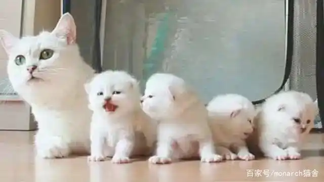 猫咪眼睛护理_猫咪眼压高的危害_猫眼疾病防治