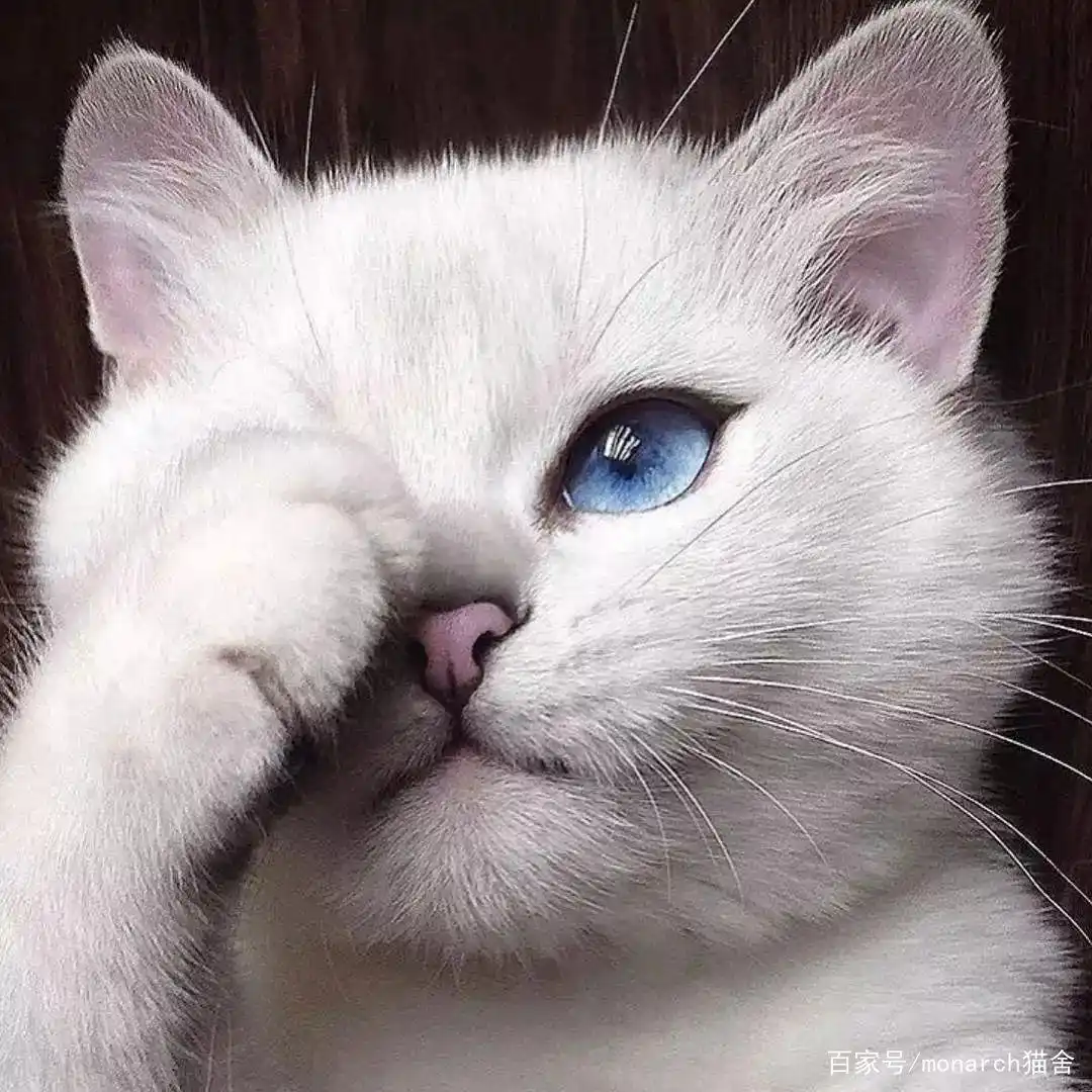 猫眼疾病防治_猫咪眼睛护理_猫咪眼压高的危害