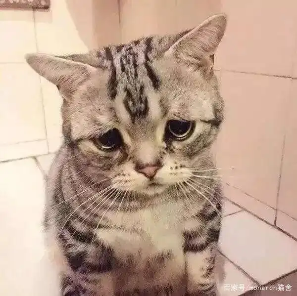 猫咪眼睛护理_猫眼疾病防治_猫咪眼压高的危害