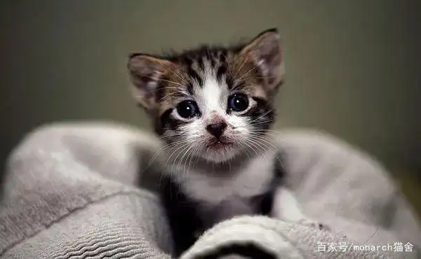 猫咪眼睛护理_猫咪眼压高的危害_猫眼疾病防治