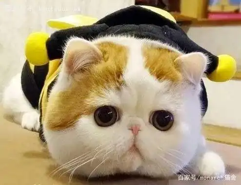 猫咪眼压高的危害_猫眼疾病防治_猫咪眼睛护理