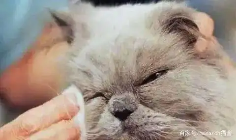 猫眼疾病防治_猫咪眼睛护理_猫咪眼压高的危害