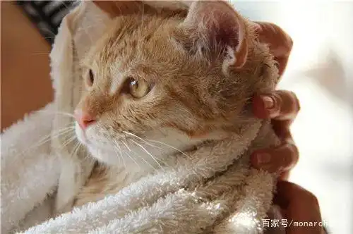 猫咪眼睛护理_猫眼疾病防治_猫咪眼压高的危害