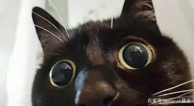 猫咪眼睛护理_猫咪眼压高的危害_猫眼疾病防治