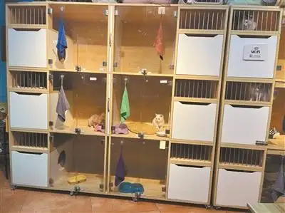 春节宠物寄养需求旺 “待遇”难辨让“铲屎官”担忧-派特超人-宠物