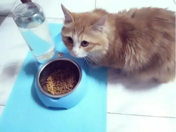 猫厌食不吃东西怎么办?先找原因再解决!-派特超人-宠物
