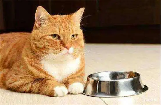 猫咪厌食调理方法_猫咪厌食治疗_猫咪厌食症：强迫喂食的正确方式