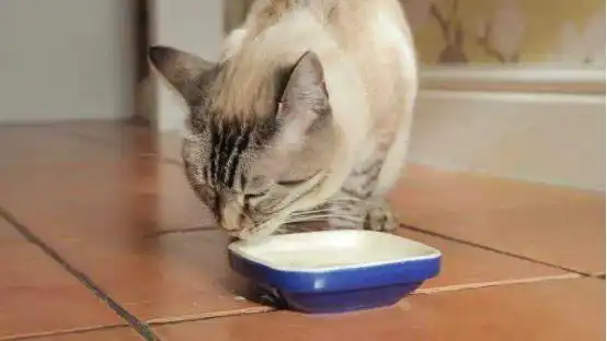 猫咪厌食治疗_猫咪厌食症：强迫喂食的正确方式_猫咪厌食调理方法