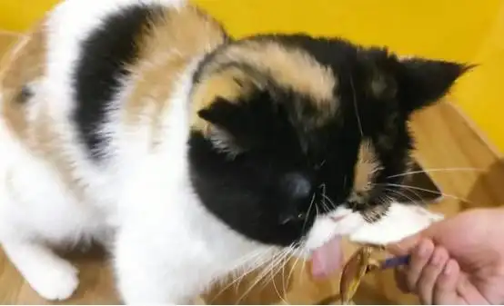 猫咪厌食调理方法_猫咪厌食症：强迫喂食的正确方式_猫咪厌食治疗