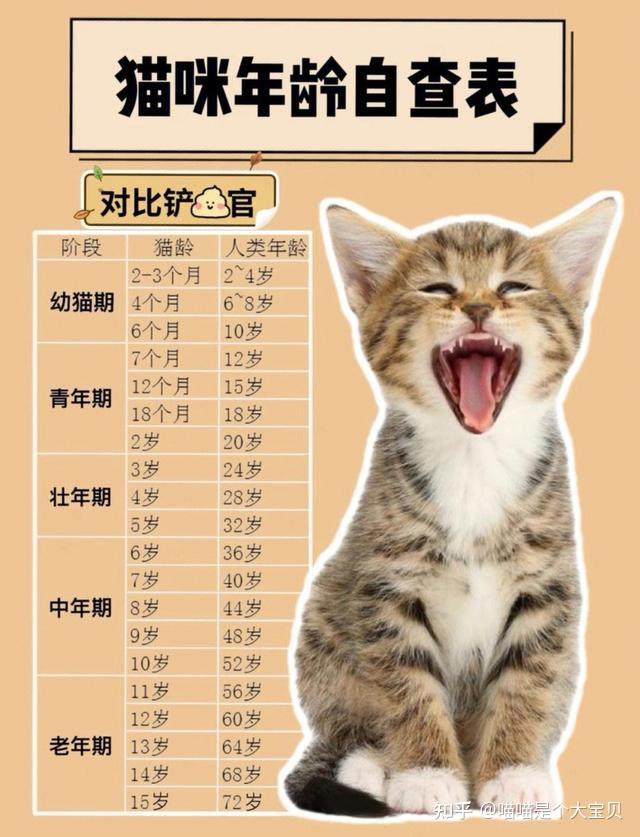 猫咪最新“年龄对照表”,一定要好好珍惜自家的猫!-派特超人-宠物