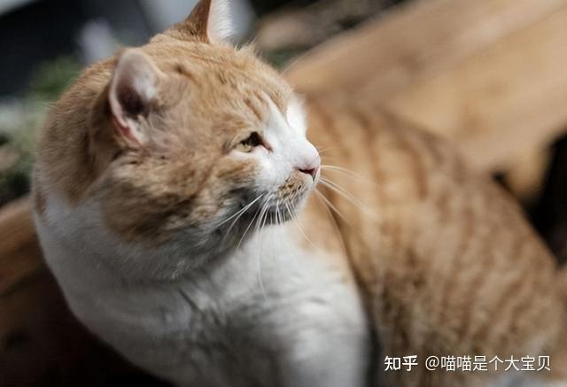 猫咪晕车预防方法_老年猫咪衰老特征_猫咪年龄对照表