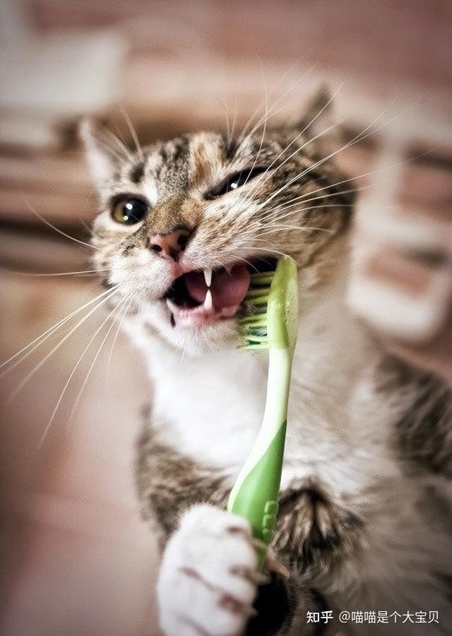 猫咪年龄对照表_老年猫咪衰老特征_猫咪晕车预防方法