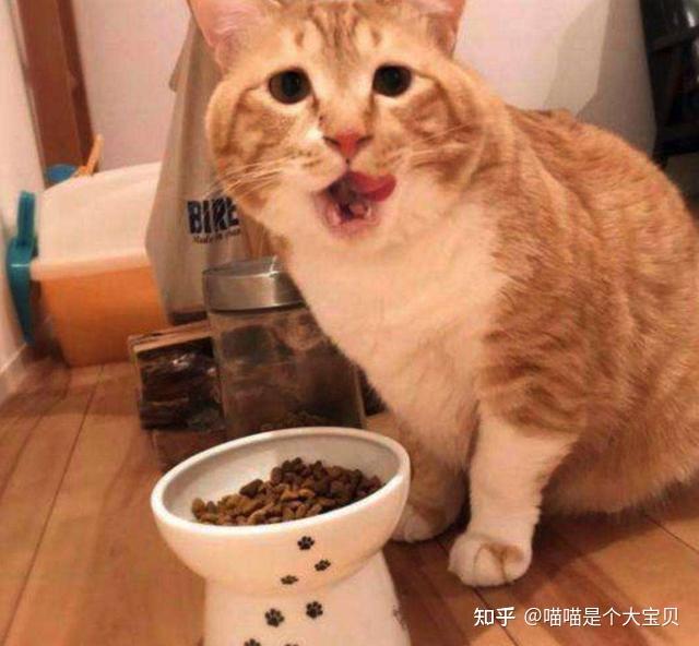 老年猫咪衰老特征_猫咪年龄对照表_猫咪晕车预防方法