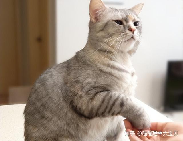 老年猫咪衰老特征_猫咪晕车预防方法_猫咪年龄对照表