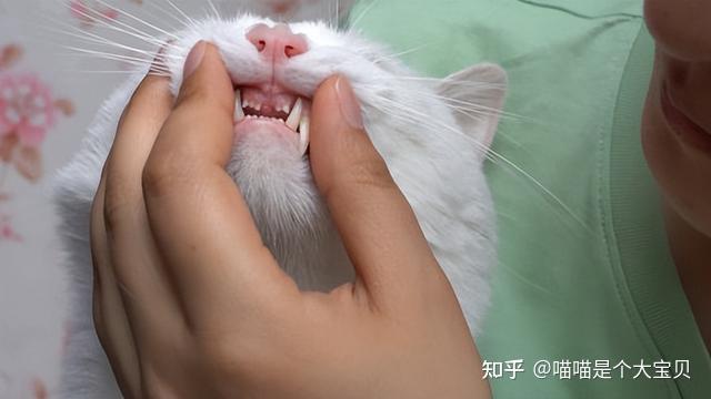 老年猫咪衰老特征_猫咪年龄对照表_猫咪晕车预防方法