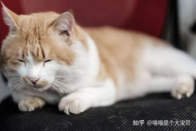 猫咪年龄对照表_猫咪晕车预防方法_老年猫咪衰老特征