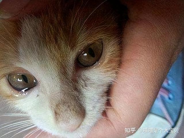 猫咪晕车预防方法_猫咪年龄对照表_老年猫咪衰老特征