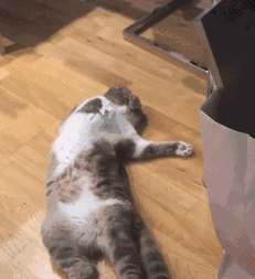 猫咪晕车预防方法_老年猫咪衰老特征_猫咪年龄对照表