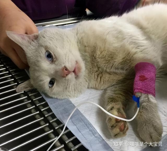 猫咪晕车预防方法_猫咪年龄对照表_老年猫咪衰老特征