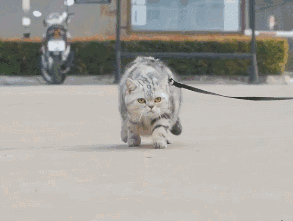 猫咪年龄对照表_猫咪晕车预防方法_老年猫咪衰老特征