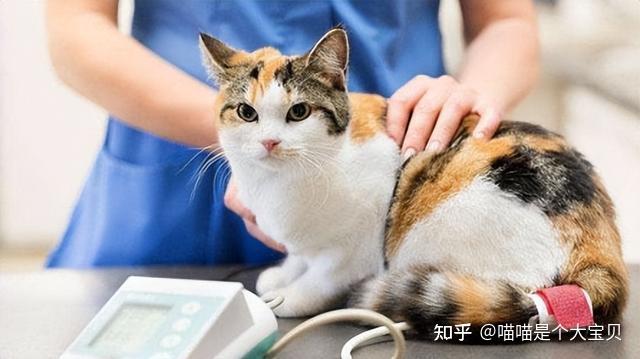 猫咪晕车预防方法_猫咪年龄对照表_老年猫咪衰老特征