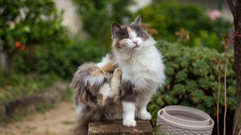 猫咪足部皮炎：过敏与感染的区分_猫狗对人类过敏症状_宠物过敏治疗方法