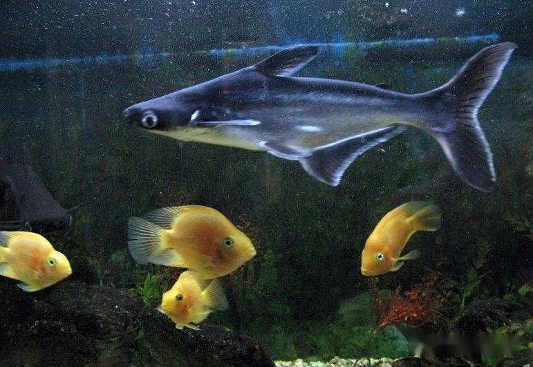 观赏鱼受伤了？莫慌！鱼友教你一招挽救…-派特超人-宠物