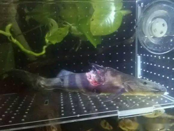 观赏鱼掉鳞恢复措施_观赏鱼跳跃撞伤头部处理_观赏鱼受伤处理方法